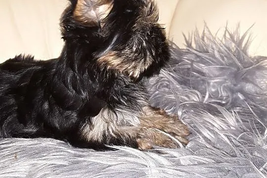 YorkShire Terrier-cztero-pokoleniowe udokumentowane pochodzenie, Konstantynów Łódzki, Łódzkie, Konstantynów Łódzki