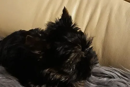 YorkShire Terrier-cztero-pokoleniowe udokumentowane pochodzenie, Konstantynów Łódzki, Łódzkie, Konstantynów Łódzki