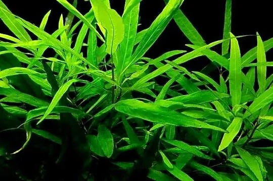 Hygrophila Angustifolia- roślina akwariowa