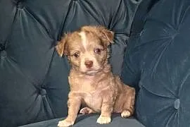 Chihuahua długowłosy  piesek  o wyjątkowym umaszczeniu Choco merle