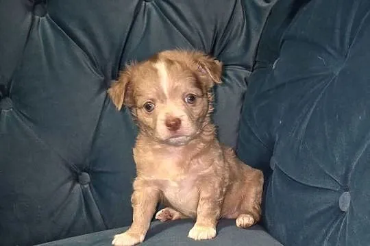 Chihuahua długowłosy  piesek  o wyjątkowym umaszczeniu Choco merle