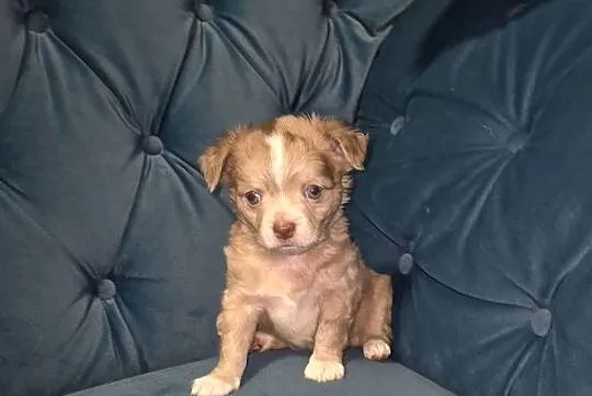 Chihuahua długowłosy  piesek  o wyjątkowym umaszczeniu Choco merle, Dolnośląskie, Wrocław