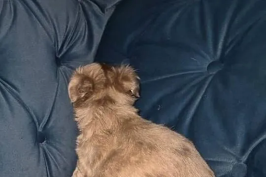 Chihuahua długowłosy  piesek  o wyjątkowym umaszczeniu Choco merle, Dolnośląskie, Wrocław