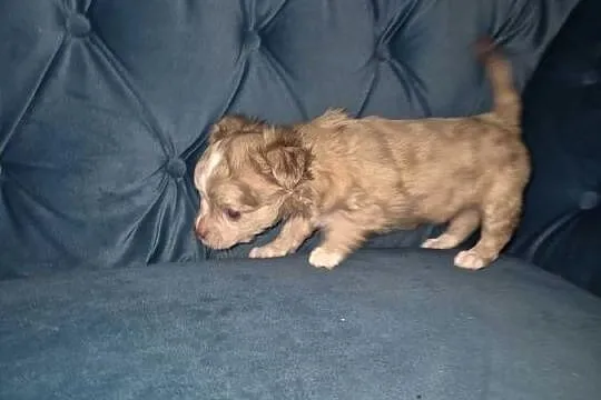 Chihuahua długowłosy  piesek  o wyjątkowym umaszczeniu Choco merle, Dolnośląskie, Wrocław