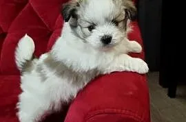 Maltipom szpic miniaturowy