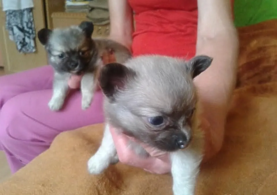 Chihuahua