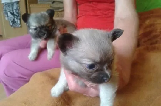Chihuahua