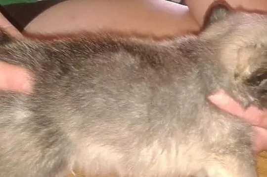 Chihuahua