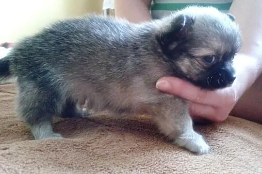 Chihuahua