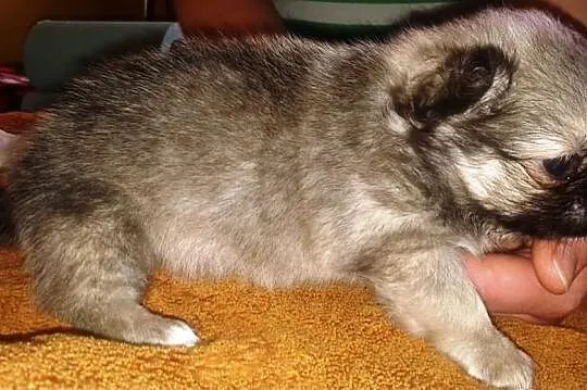 Chihuahua