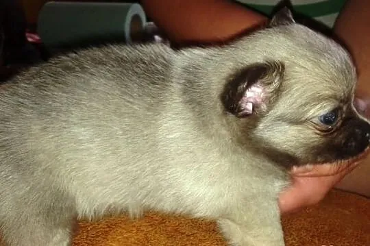 Chihuahua