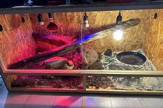 Waran nilowy 5 miesięcy z całym wyposazeniem możliwa zamiana