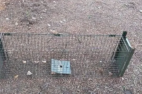 Żywołapka na gryzonie