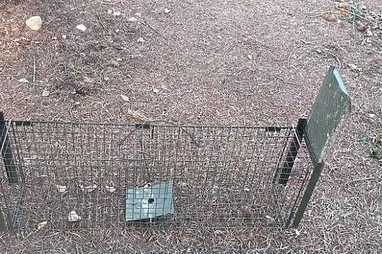 Żywołapka na gryzonie, Łódzkie, Łódź