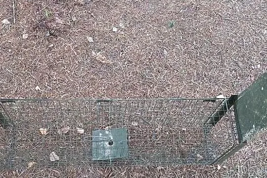 Żywołapka na gryzonie, Łódzkie, Łódź