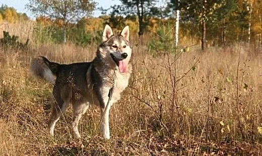 Luca mix husky bardzo wesoły, przyjazny, łagodny p