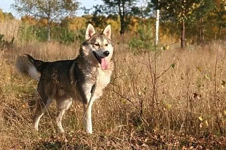Luca mix husky bardzo wesoły, przyjazny, łagodny p