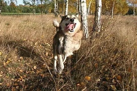 Luca mix husky bardzo wesoły, przyjazny, łagodny p