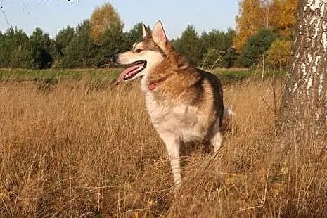 Luca mix husky bardzo wesoły, przyjazny, łagodny p