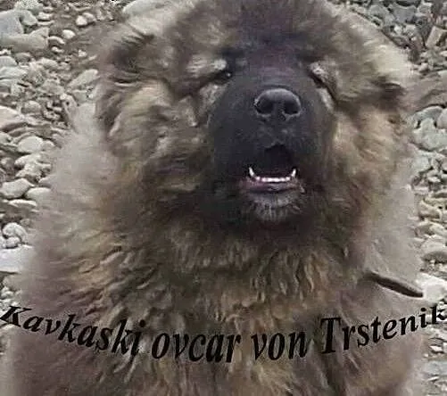 Caucasian shepherd dog, puppies, Pozostałe rasy c