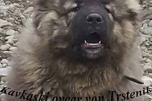 Caucasian shepherd dog, puppies, Pozostałe rasy cała Polska