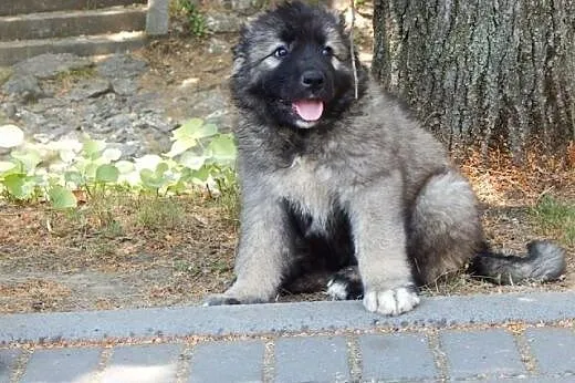 Caucasian shepherd dog, puppies,  Pozostałe rasy c