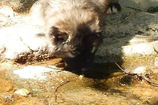 Caucasian shepherd dog, puppies,  Pozostałe rasy c