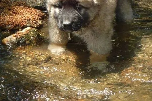 Caucasian shepherd dog, puppies,  Pozostałe rasy c