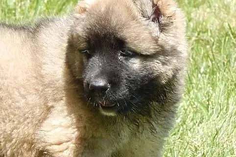 Caucasian shepherd dog, puppies,  Pozostałe rasy c