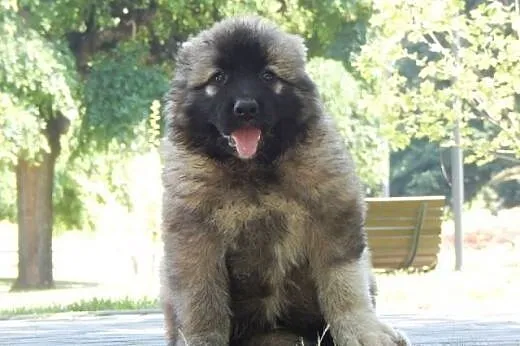Caucasian shepherd dog, puppies,  Pozostałe rasy c