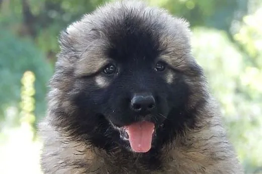 Caucasian shepherd dog, puppies,  Pozostałe rasy c