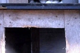 GOGUŚ-niewielki psiak,który boi się świata dom pot