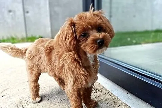 Suczka Maltipoo