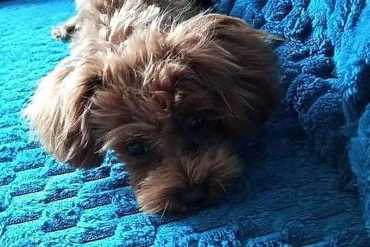 Suczka Maltipoo, Kujawsko-pomorskie, Brzozie
