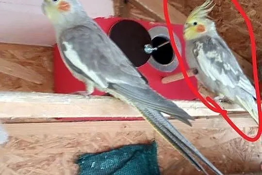 Sprzedam papugę nimfę, Opolskie, Bogacica