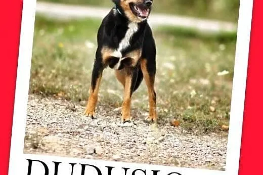 10 kg,młody 1,5 roczny,towarzyski,łagodny piesek DUDUŚ>Adopcja,  dolnośląskie Wrocław