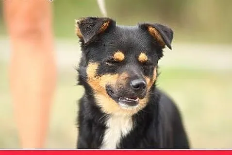 10 kg,młody 1,5 roczny,towarzyski,łagodny piesek D