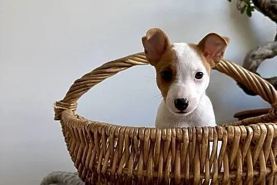 Szczeniaczek Jack Russell Terrier rodowód