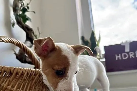 Szczeniaczek Jack Russell Terrier rodowód, Wielkopolskie, Poznań
