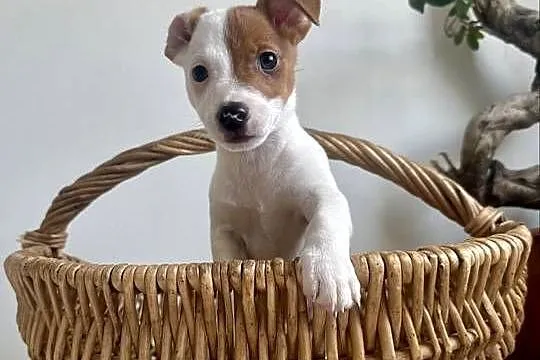 Szczeniaczek Jack Russell Terrier rodowód, Wielkopolskie, Poznań