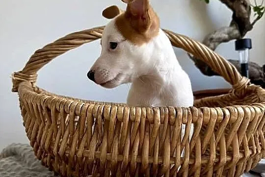 Szczeniaczek Jack Russell Terrier rodowód, Wielkopolskie, Poznań
