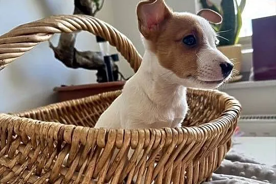 Szczeniaczek Jack Russell Terrier rodowód, Wielkopolskie, Poznań