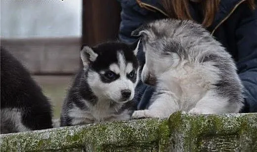 Siberian Husky puppy od razu...., kujawsko-pomors