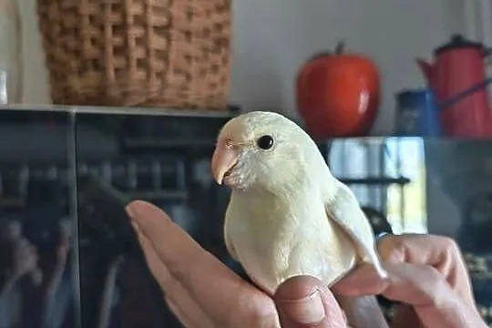 Papuga ręcznie karmiona