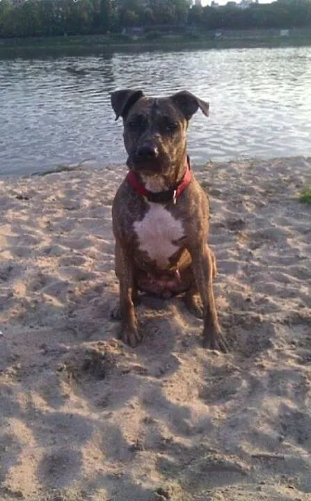 Amstaffka Saba czeka na dobry dom, Amstaff cała P