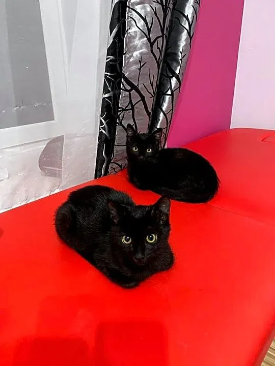 3 miesięczna parka poleca się do adopcji