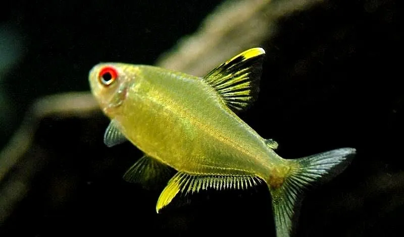 Bystrzyk pięknopłetwy - Hyphessobrycon pulchripinnis, Pomorskie, Gdańsk
