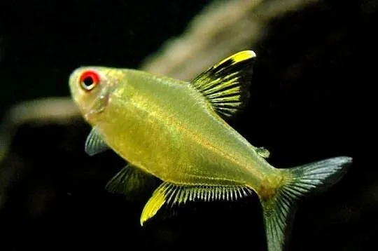 Bystrzyk pięknopłetwy - Hyphessobrycon pulchripinnis