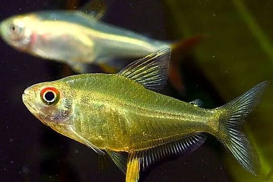 Bystrzyk pięknopłetwy - Hyphessobrycon pulchripinnis, Pomorskie, Gdańsk