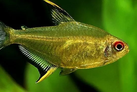Bystrzyk pięknopłetwy - Hyphessobrycon pulchripinnis, Pomorskie, Gdańsk